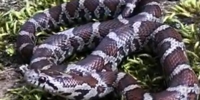 Boston snake
